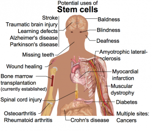 Potential Uses of Stem Cells